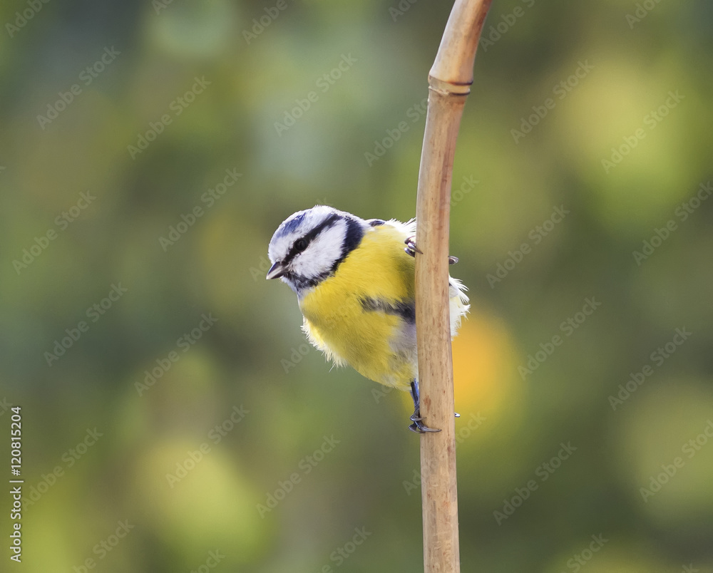 Obraz premium bird with a yellow breast perched on a branch in Sunny day