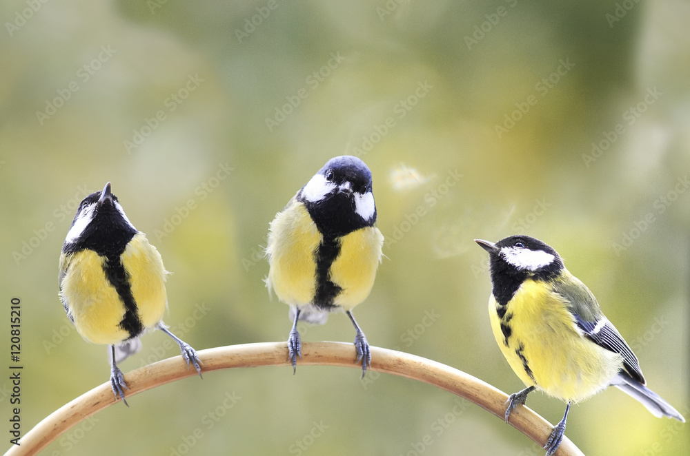 Obraz premium three birds of the tit sitting on a branch and look in different directions