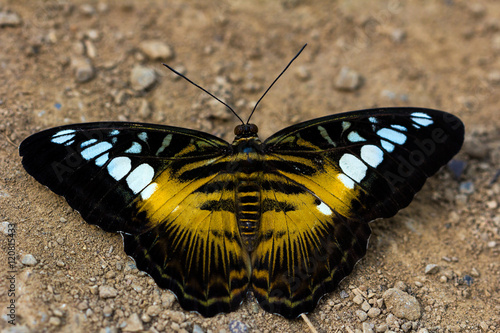 Parthenos sylvia butterfly