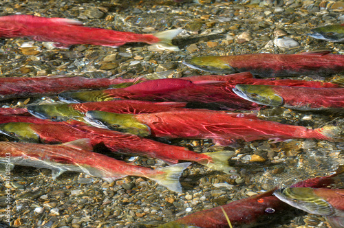 Принти на полотні Sockeye Salmon spawning in River, British Columbia, Canada