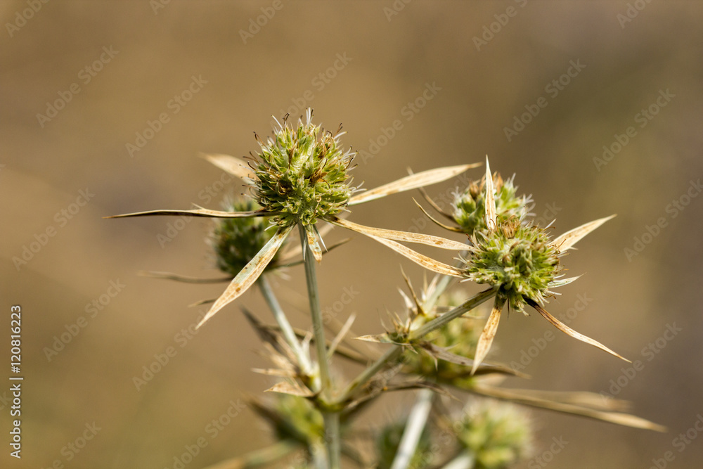 Close-up Fresh plant on brown background.Abstract texture. Close-up Fresh plant on brown background.Abstract texture.