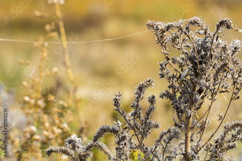 Close-up Fresh plant on brown background.Abstract texture. © Michael Sapryhin