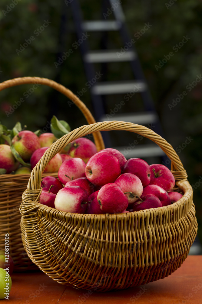 Red apples in wooden wicker basket Red apples in wooden wicker basket