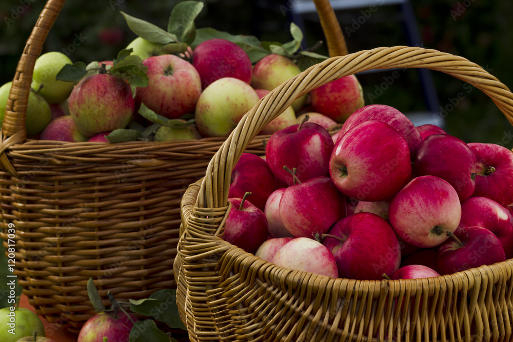 Red apples in wooden wicker basket Red apples in wooden wicker basket