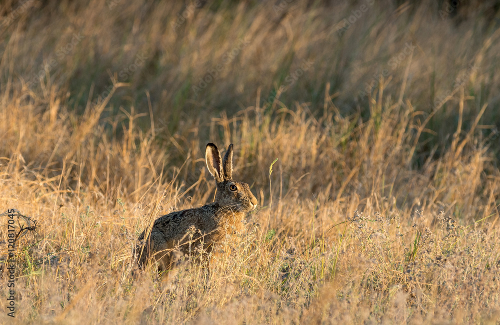 Wild hare in the steppe at sunset. Selective focus. Wild hare in the steppe at sunset. Selective focus.