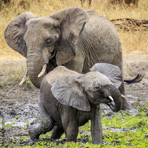Elephants Playing in the Mud  Tanzania