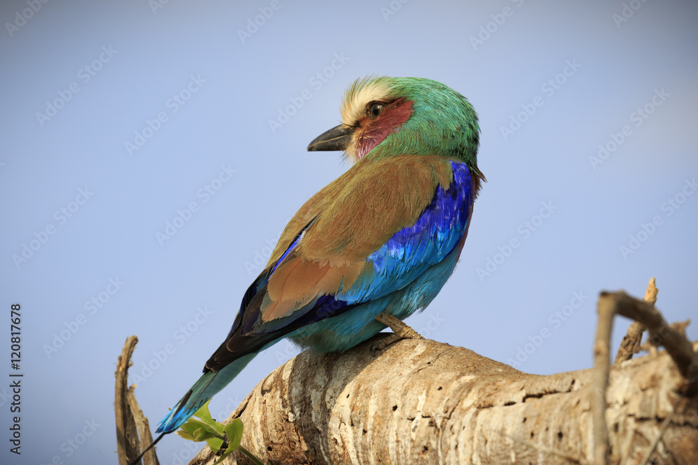 Obraz premium Lilac-Breasted Roller, Tanzania
