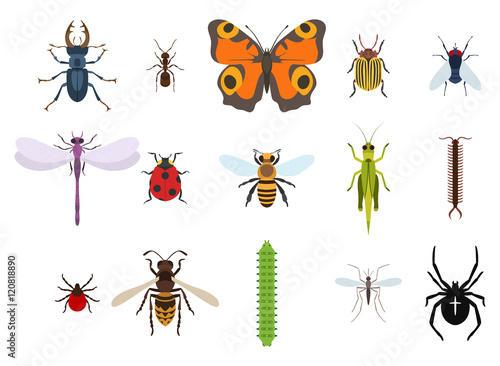 Insects and bugs, pests and midge set of icons from top view. Isolated on white