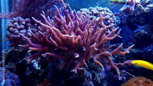 Hystrix sps coral