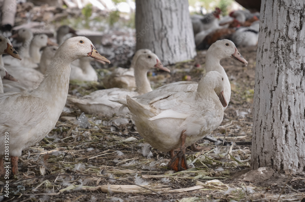Domestic ducks on a farm in the village outdoors. Domestic ducks on a farm in the village outdoors.