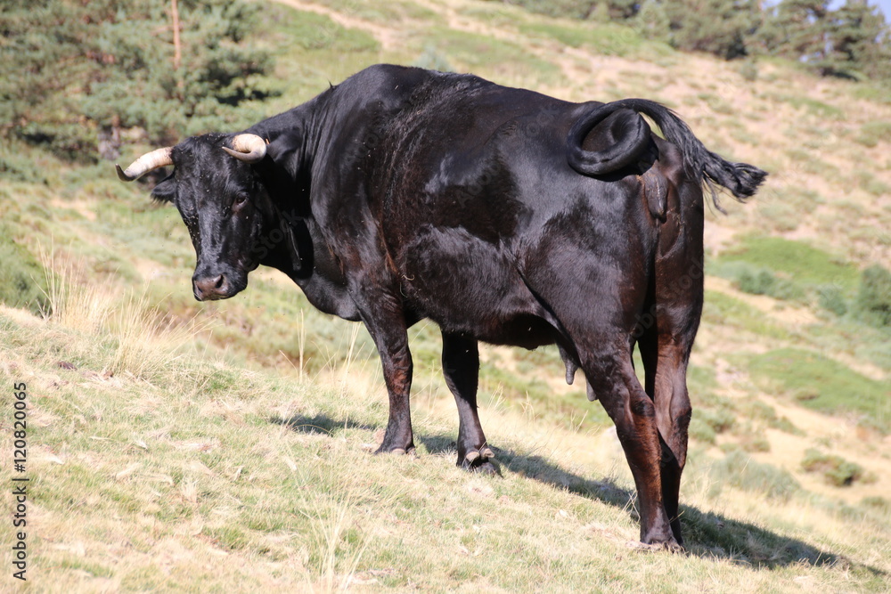 Cow eating grass in the mountains Cow eating grass in the mountains