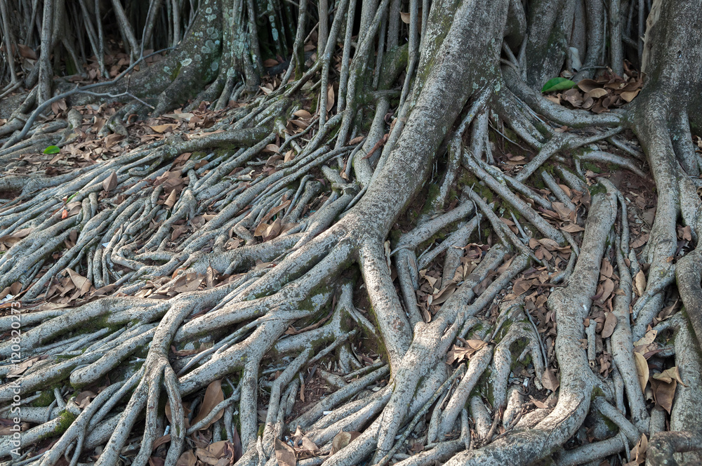 Roots crawling on the floor in search of nutrients Roots crawling on the floor in search of nutrients