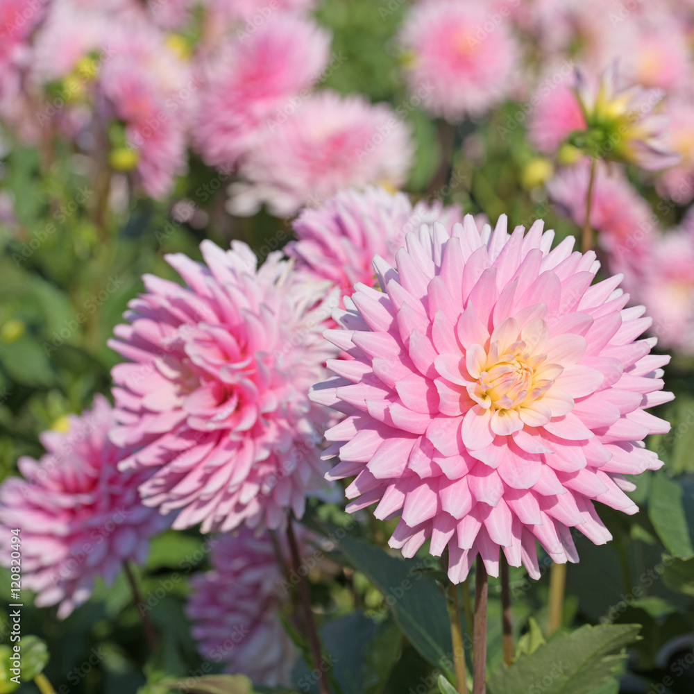 Dahlien, Dahlias Dahlien, Dahlias