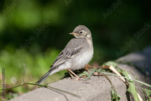 White Wagtail (Motacilla alba) © fotoparus