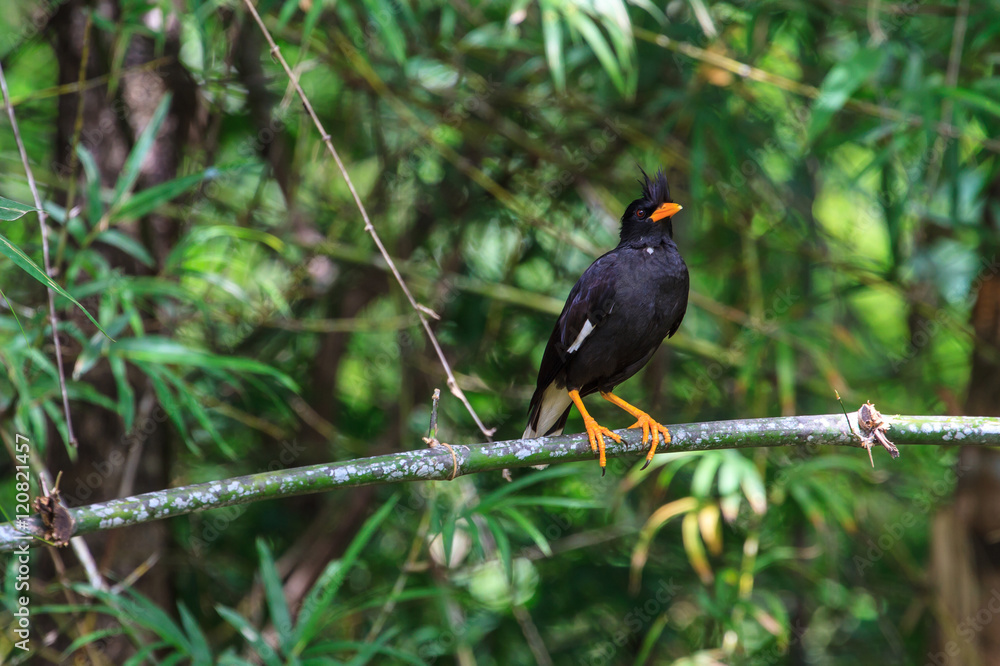 white vented myna on nature background white vented myna on nature background