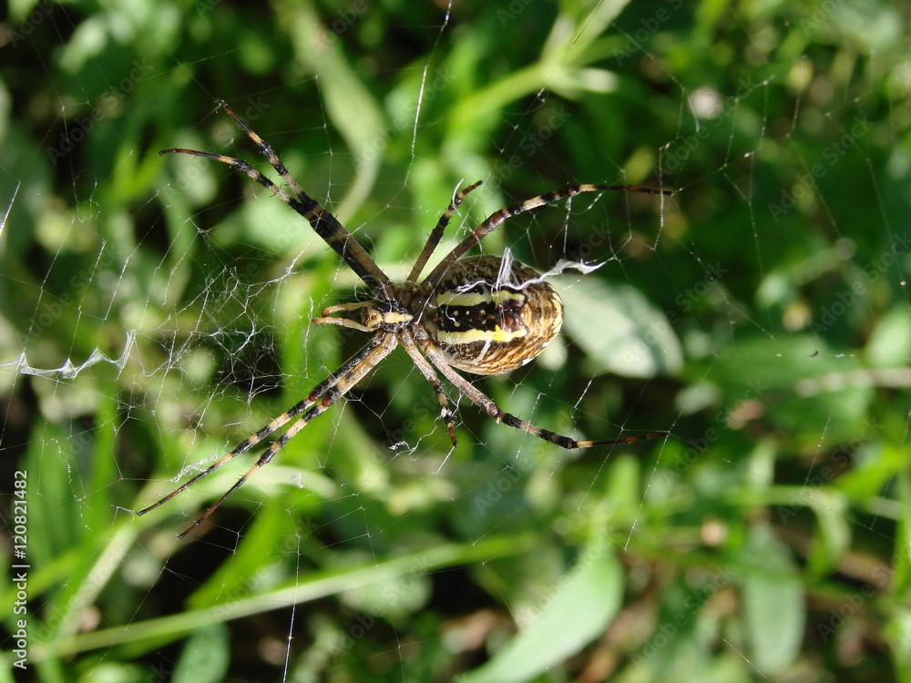 wasp spider sitting on a web green background wasp spider sitting on a web green background