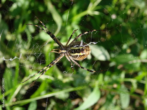 wasp spider sitting on a web green background © kolesnikovserg