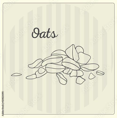Oats. Vector line illustration. Sketch, doodle. 