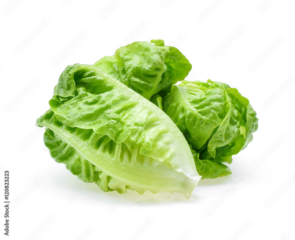 fresh baby cos (lettuce) on white background fresh baby cos (lettuce) on white background