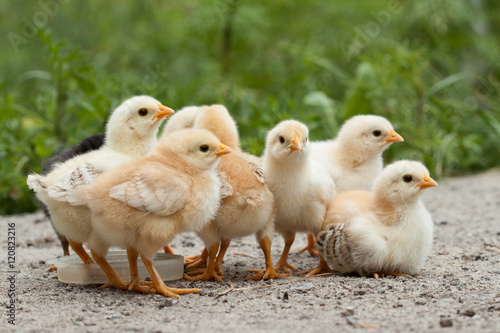 Fotografija A group chick at farm.