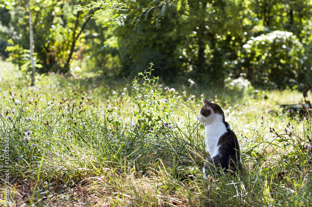 Big cat in the middle of nature Big cat in the middle of nature
