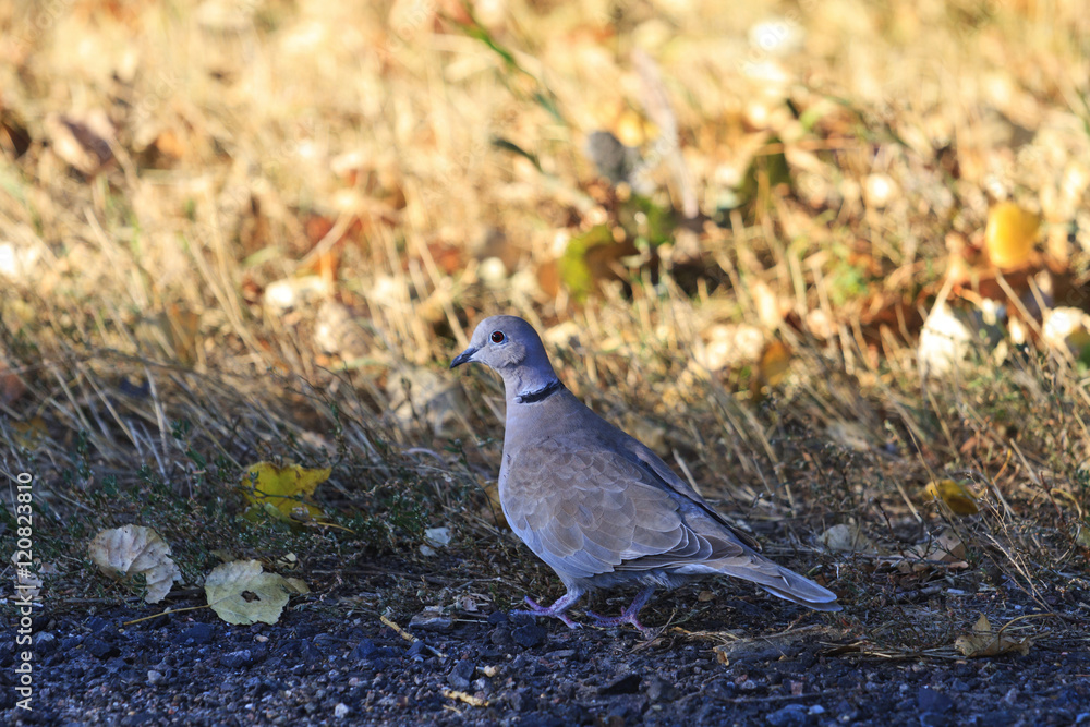 Eurasian collared dove and autum colors Eurasian collared dove and autum colors