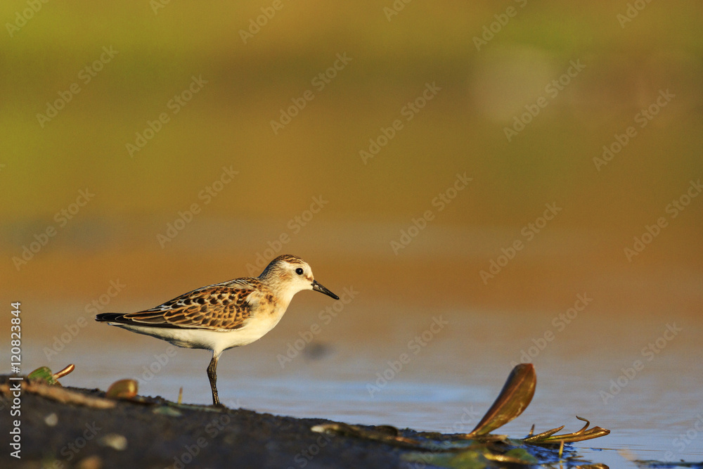 Little stint Sandpiper walking on a slimy beach Little stint Sandpiper walking on a slimy beach