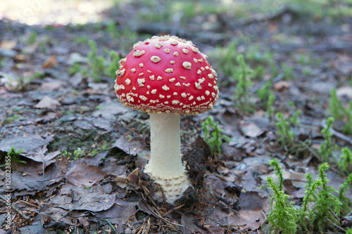 One fly-agaric mushroom in forest.