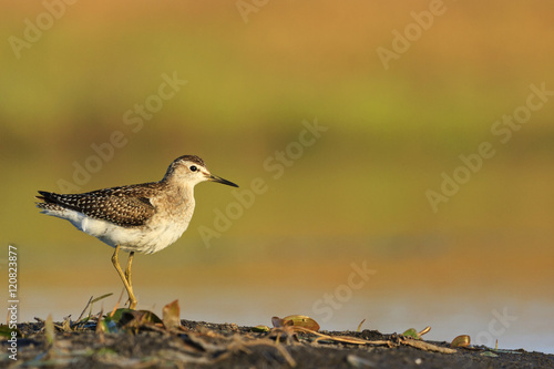 Wood Sandpiper, Tringa glareola, isolated small wader in water, mirroring sky. Close up photo of migrating bird. Autumn, Europe