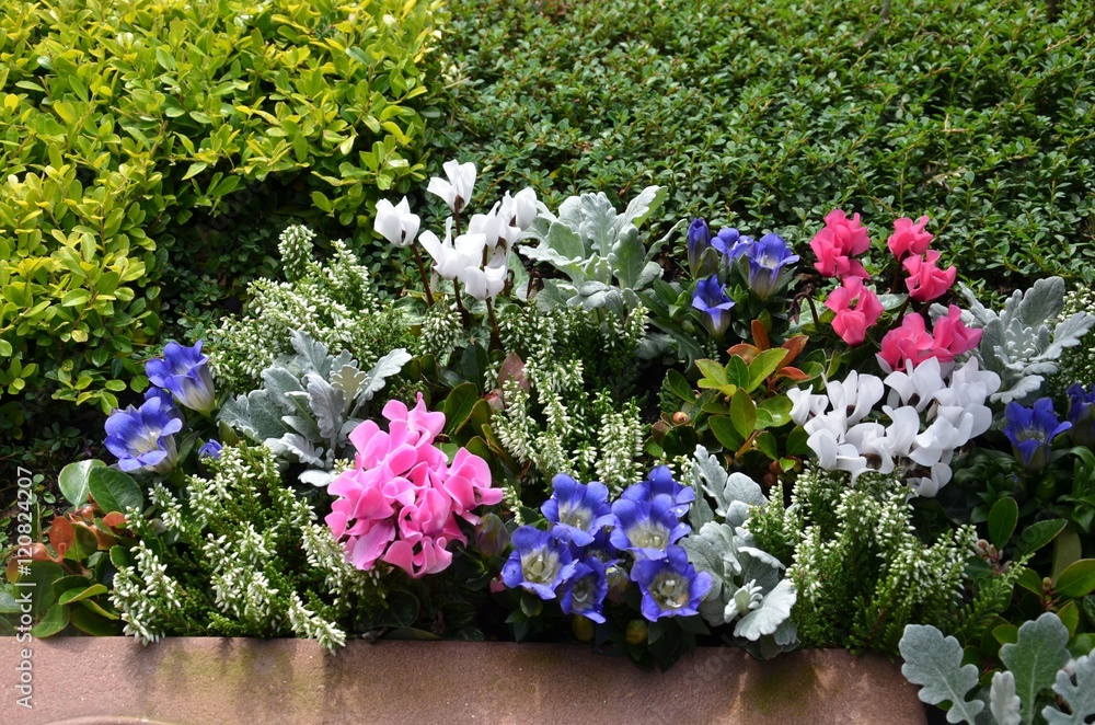 Herbstbepflanzung auf einem Grab mit Grabstein liegend Wiesengrab