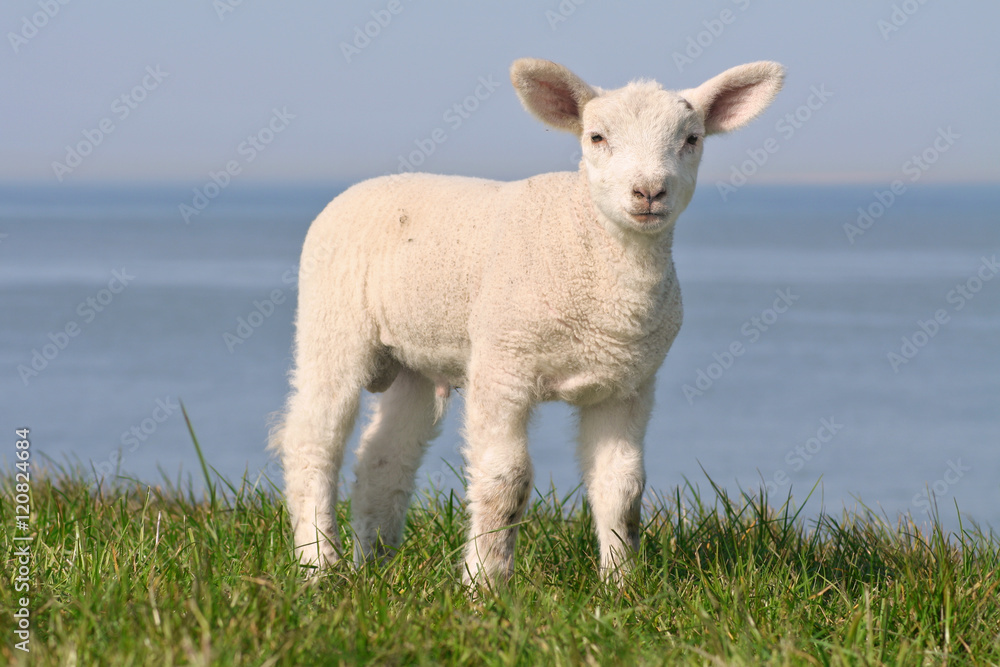 Obraz premium Lamb on the seawall