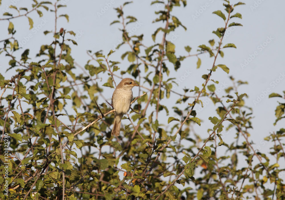 Bird on a tree among green leaves Bird on a tree among green leaves