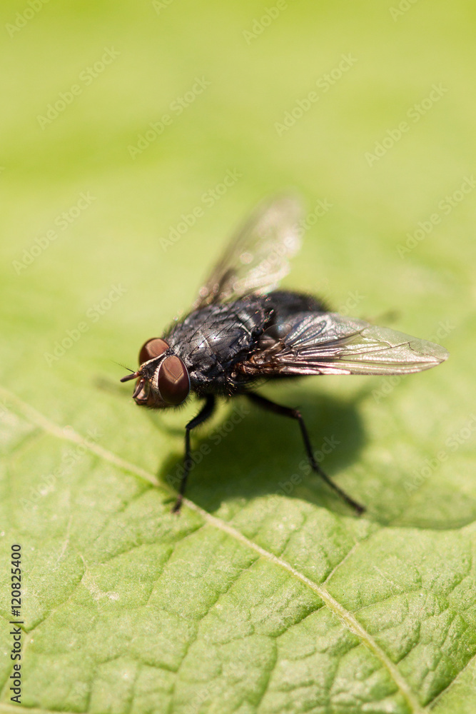 Fototapeta premium Insect fly on the leaf.