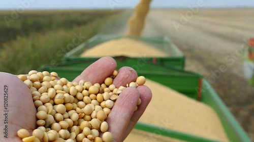 Combine harvester transferring freshly harvested soybean to tractor-trailer for transport