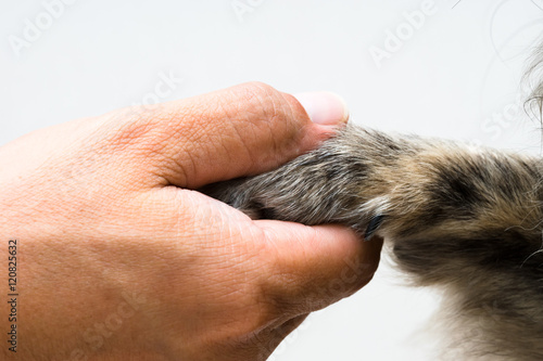 Woman's hand holding a mixed breed dog's paw