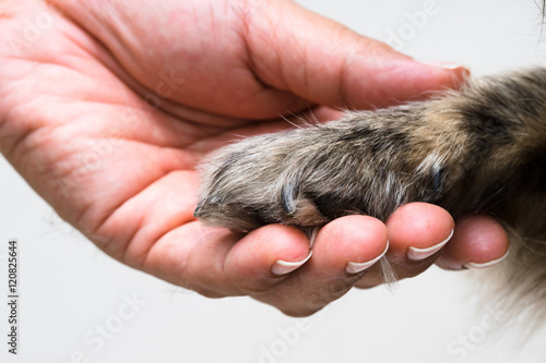 Woman's hand holding a mixed breed dog's paw