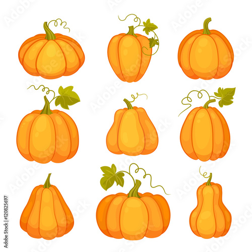 Agricultural plant isolated on white background. Orange and yellow pumpkins with leaves and stalks. Cartoon flat style vector illustration