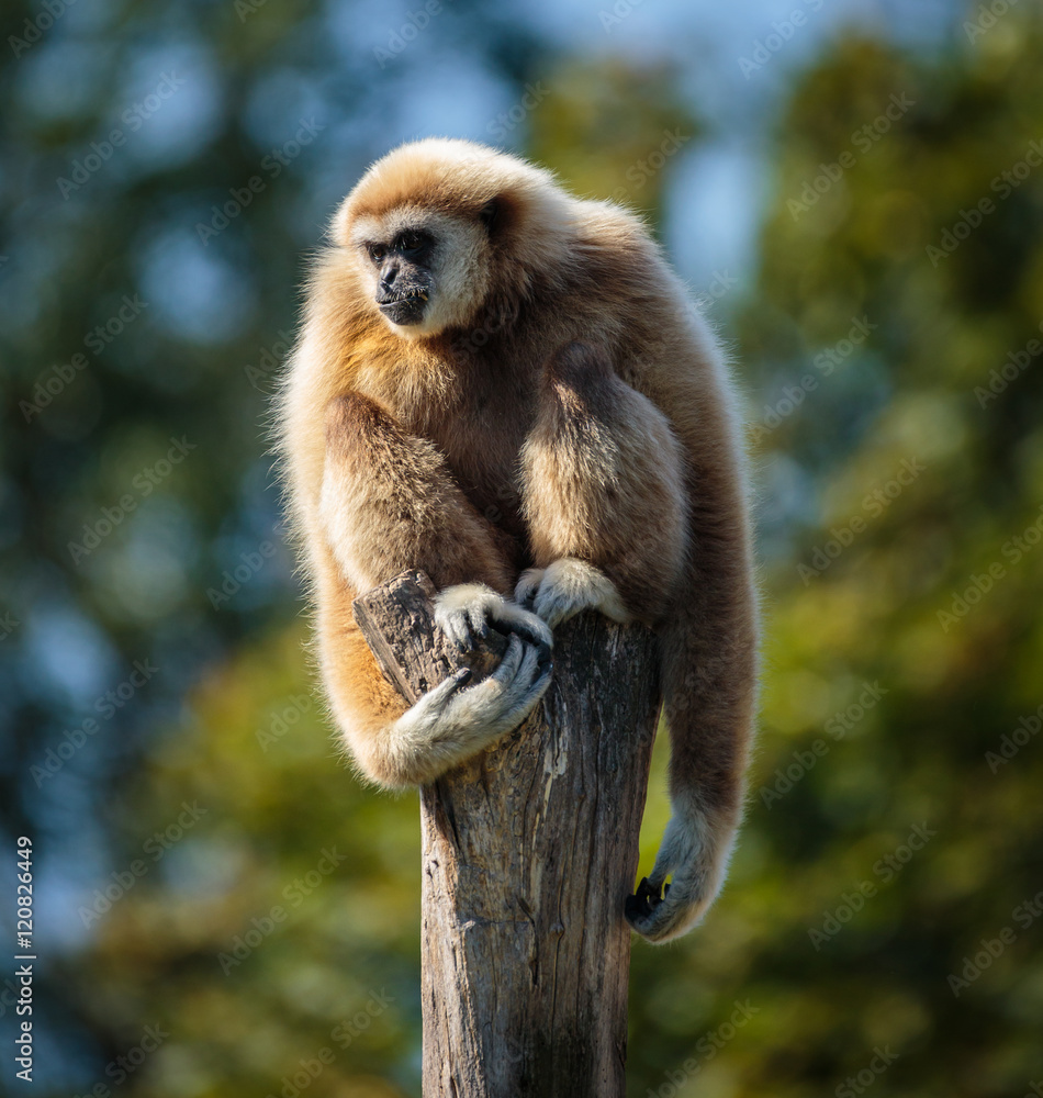 Fototapeta premium Gibbon monkey
