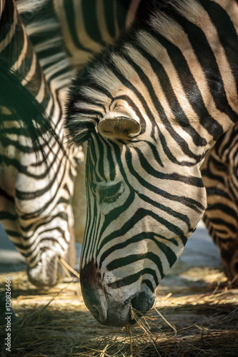Zebra herd eating