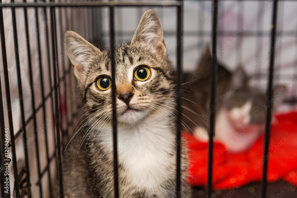Little kittens in a cage of a shelter - obrazy, fototapety, plakaty 
