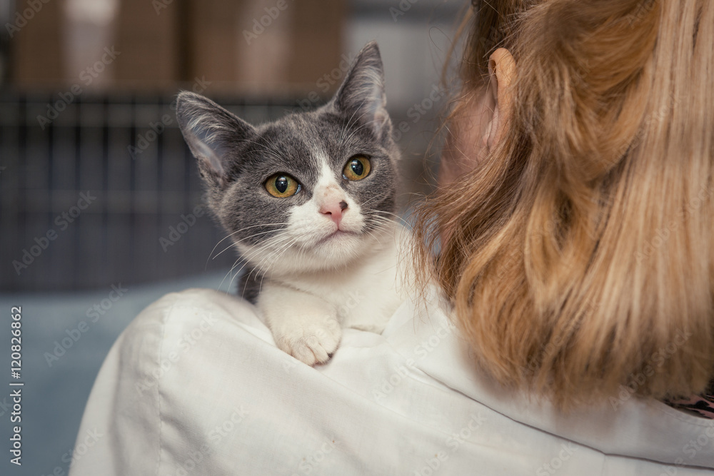 Obraz premium Small kitten into the hands of the physician