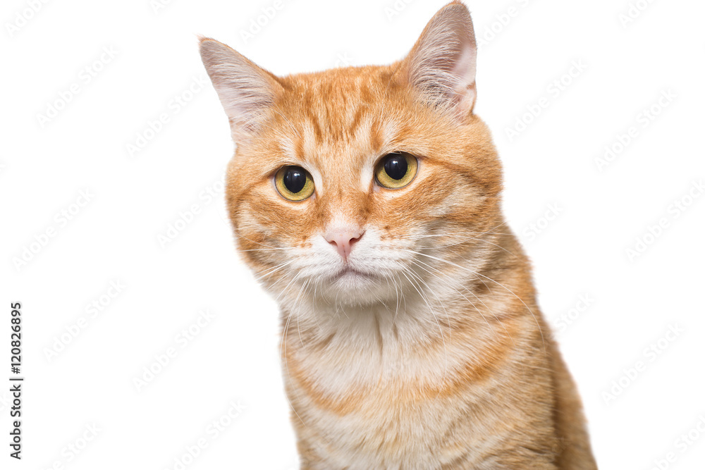 Portrait of a serious orange cat Portrait of a serious orange cat