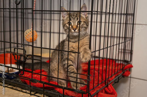 Fototapeta Naklejka Na Ścianę i Meble -  Little kitten in the shelter