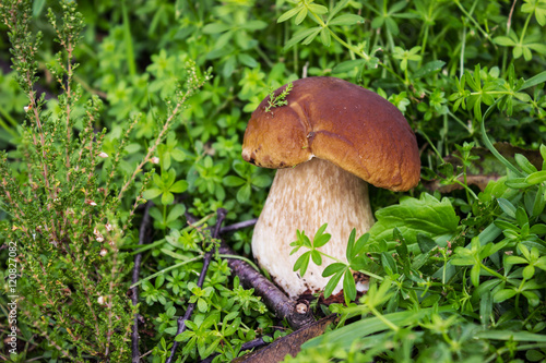 Boletus mushroom on a grassy meadow © sever180