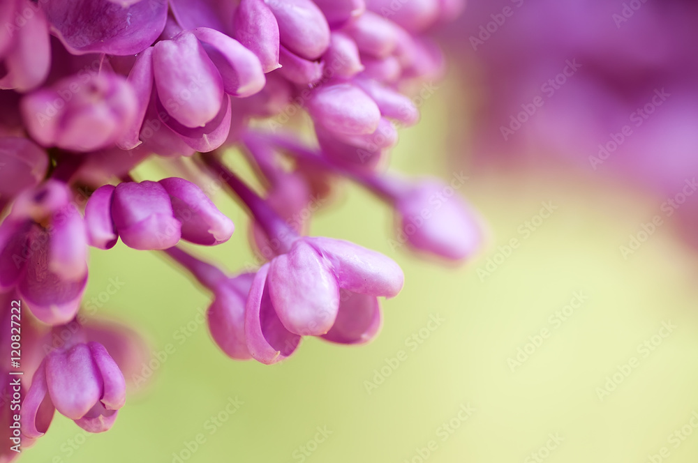 closeup spring violet flowers. natural floral background with reflection on water closeup spring violet flowers. natural floral background with reflection on water