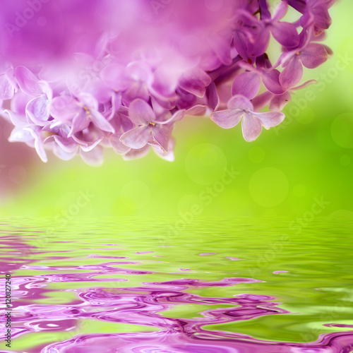 closeup  violet spring  lilac flowers. natural floral background