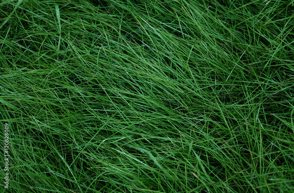 green grass top view green grass top view