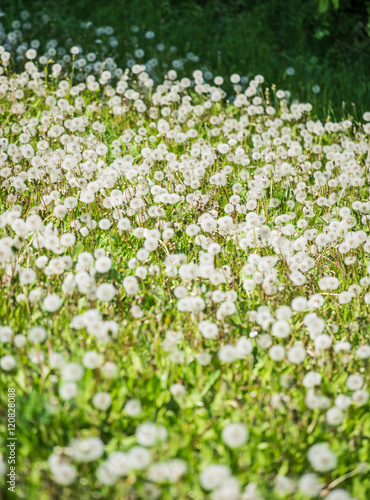 Nature background.Multiple dandelions on the meadow