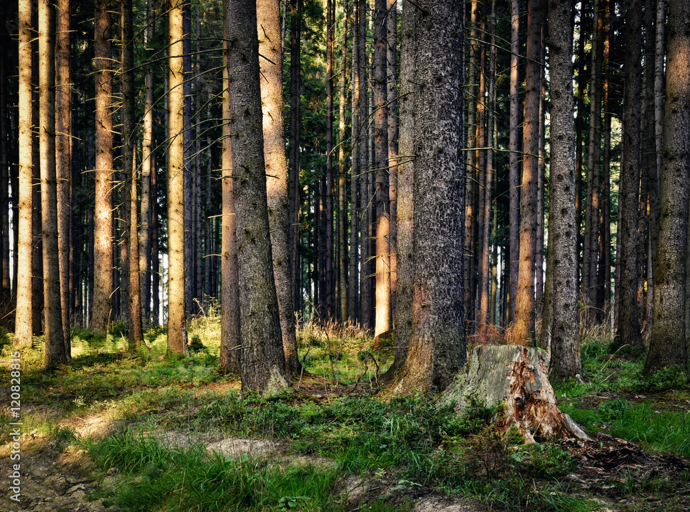 Obraz premium the old forest last rays of light