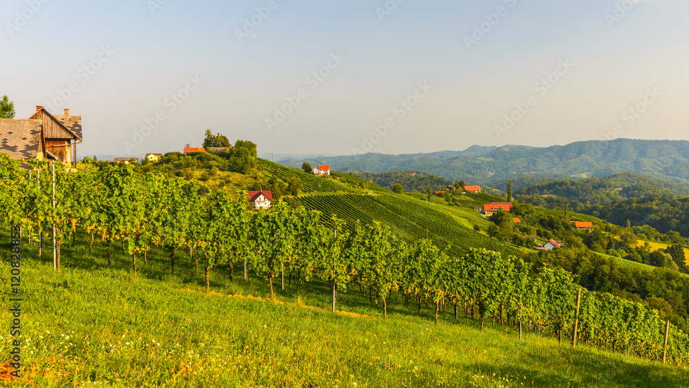 Vineyards with winery in autumn - White wine grapes before harvest, Southern Styria Austria